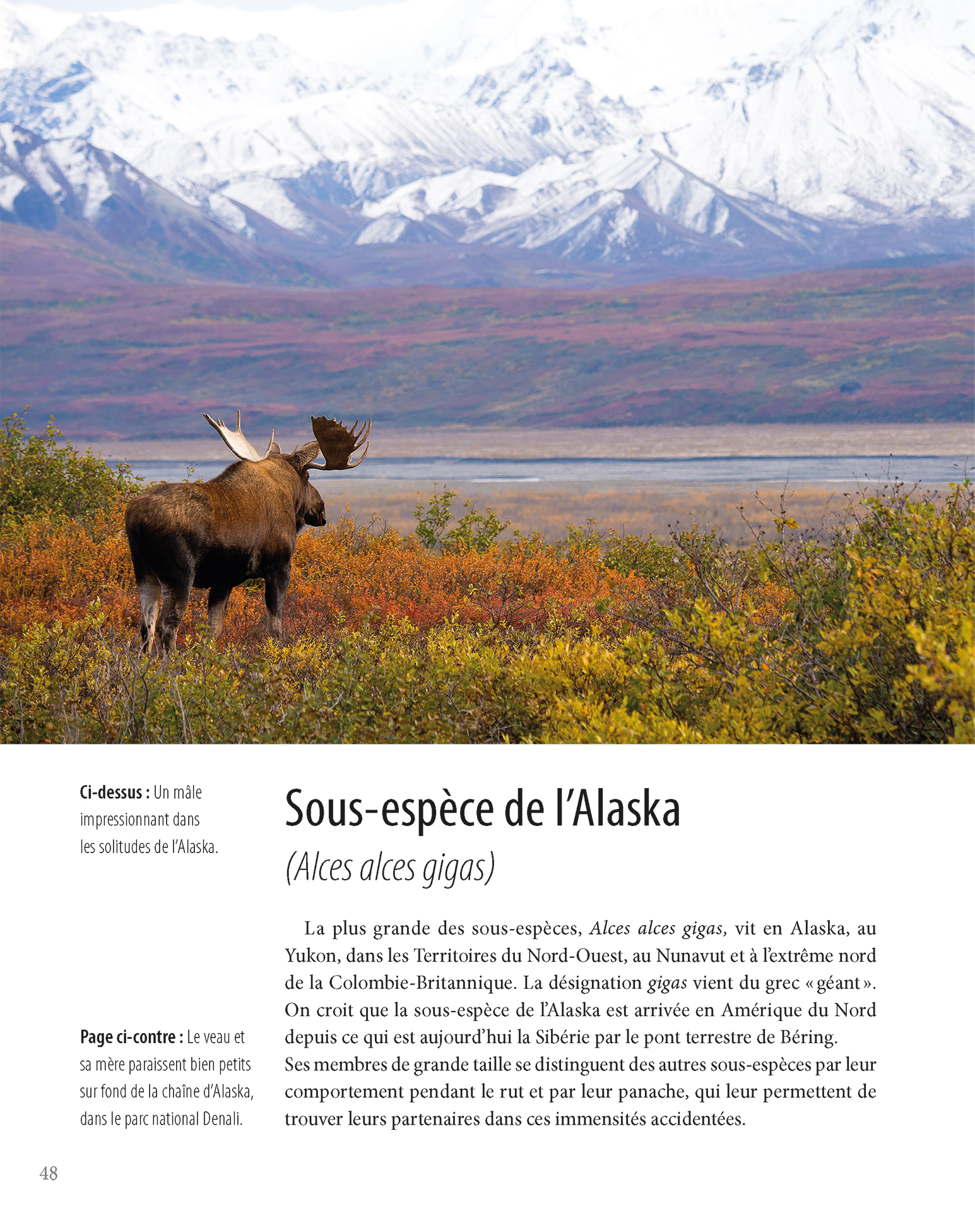 Orignal – Roi des forêts du Nord – Image 2